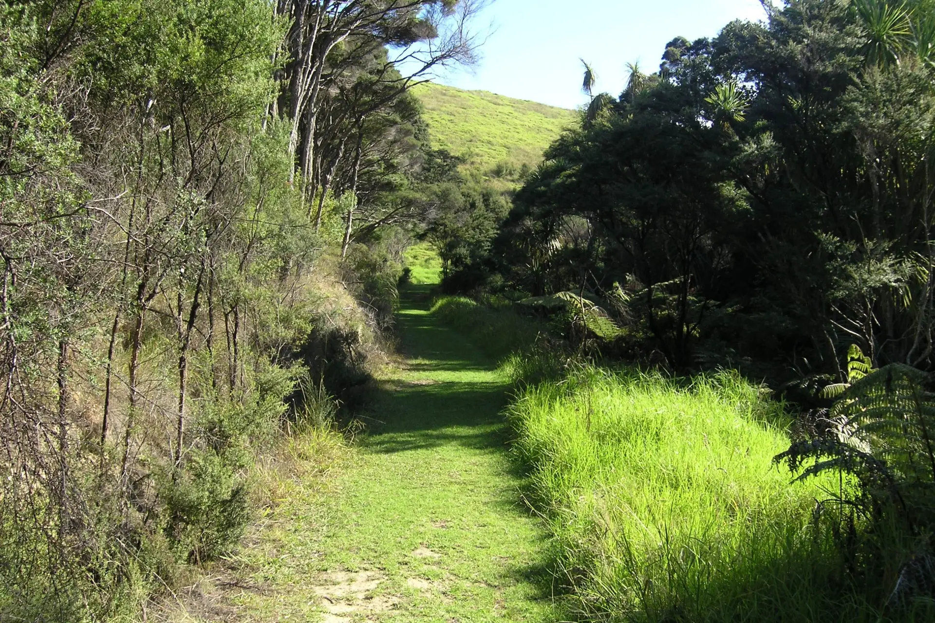 Grass track through native bush gully on Tāwharanui South Coast Track