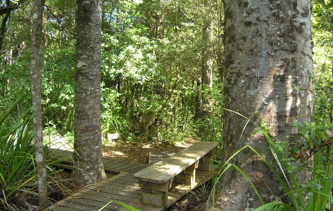 Cascade Walkway, Waitakere Ranges in Auckland