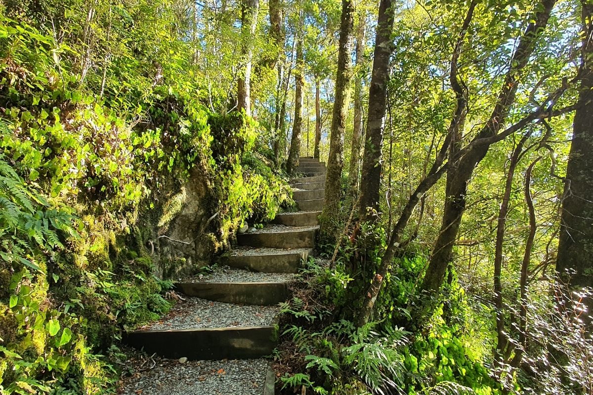 Formed steps climbing through mossy beech forest on Milford Sound Lookout Track, Fiordland National Park