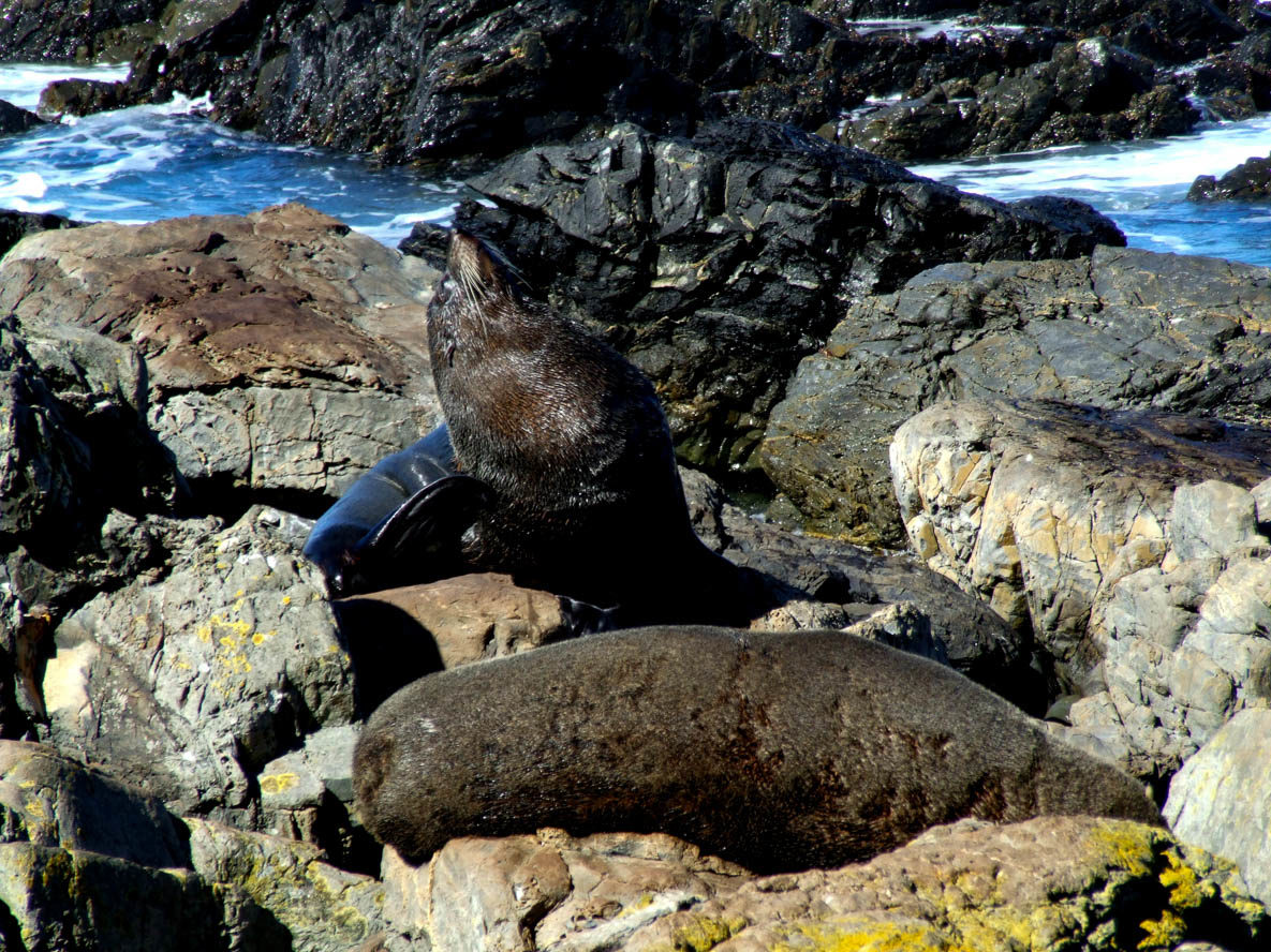 South Island Walks  »  Kaikoura  »  Point Kean Seal Colony Walk