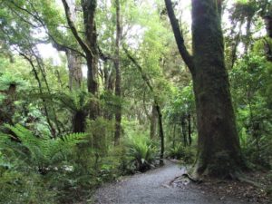 Bowen Bush Walk - Mt Cook