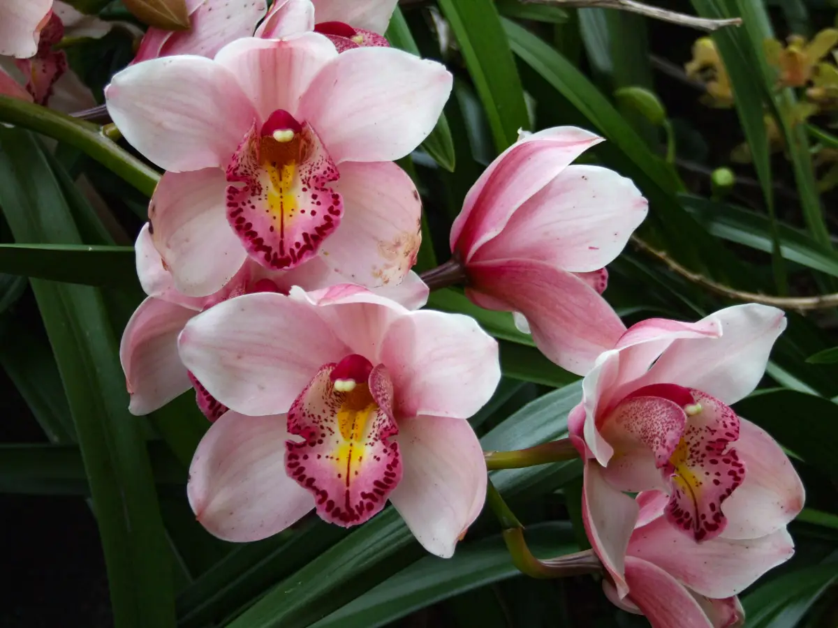 Orchids in Te Puna Quarry Park Walk