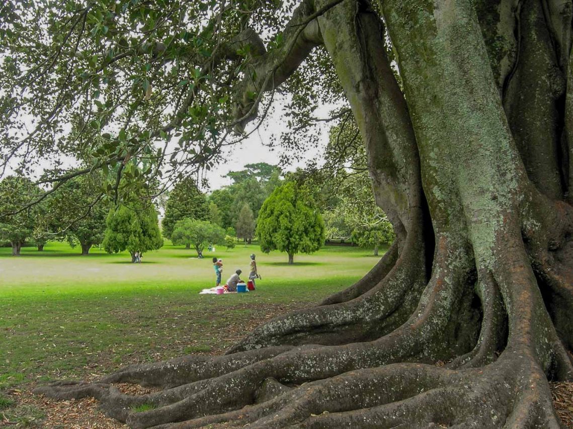 One Tree Hill Walk - Auckland - Copyright Freewalks.nz