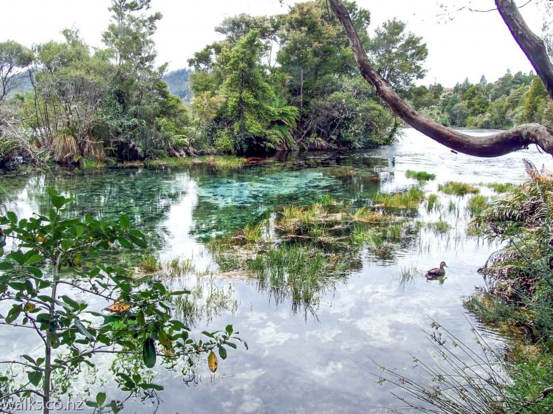 Pupu Springs walk in the Takaka region - South Island - New Zealand - Looking over the crystal clear water - Copyright Freewalks.nz