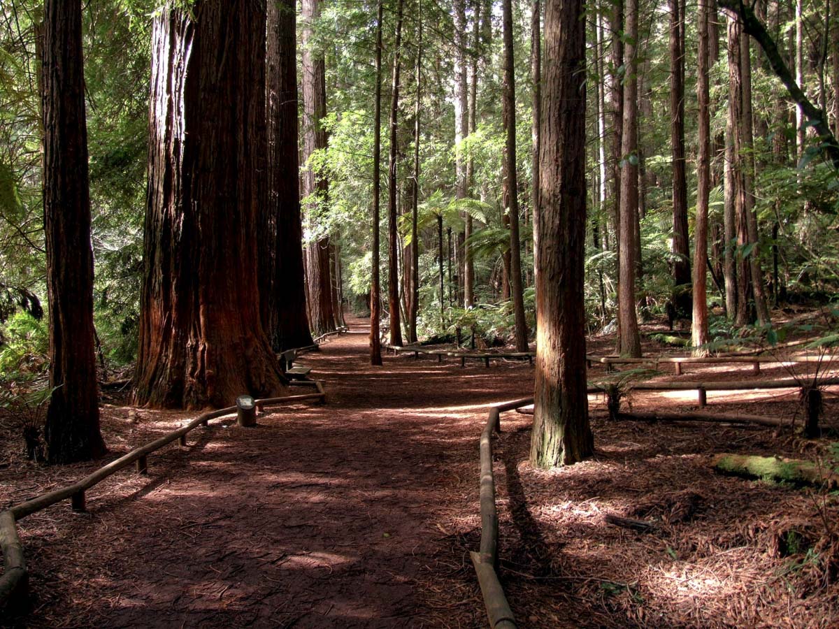 Start of the Redwood Grove walk||||||Redwoods Grove Walk