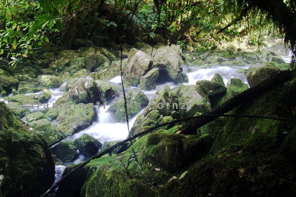 Riwaka Resurgence Walk - Points 3||||||Riwaka Resurgence Walk