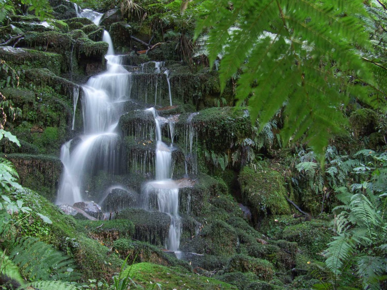 Whirinaki Forest Walk