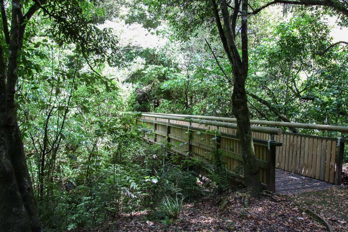 White Pine Bush Reserve Walkway|||||White Pine Bush Reserve Walkway