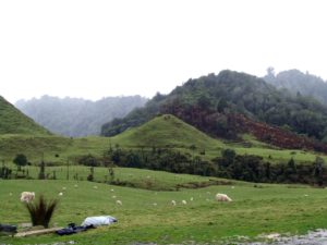 Free Urenui Walking & Hiking Guide - Taranaki Region - New Zealand - Mt Messenger (16)