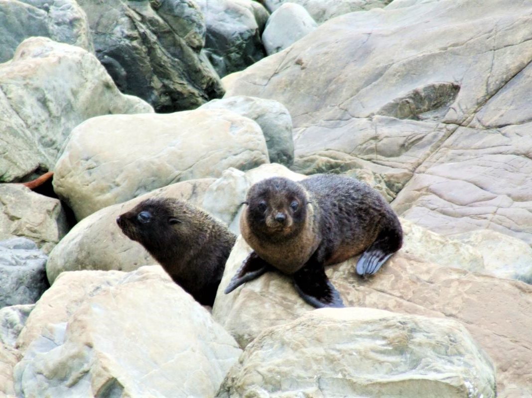 Kaikoura Walks, South Island, New Zealand, Copyright Freewalks NZ