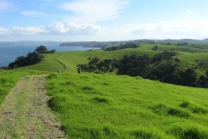 Warkworth Walking & Hiking - Tawharanui Ridge - Auckland - Copyright Freewalks.nz (5)