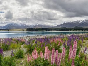 Free Lake Tekapo Walking & Hiking Guide - Southland Region - New Zealand
