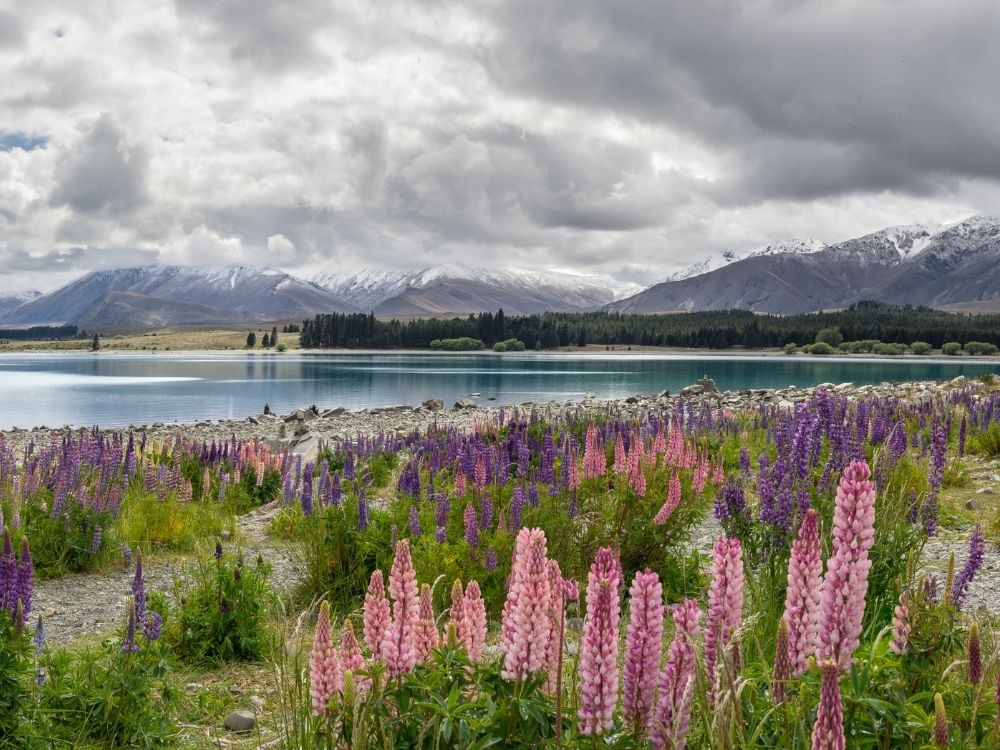 Free Lake Tekapo Walking & Hiking Guide - Southland Region - New Zealand