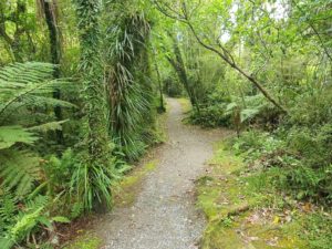 Free Seddonville Walking & Hiking Guide - West Coast - New Zealand - View walking through the bush