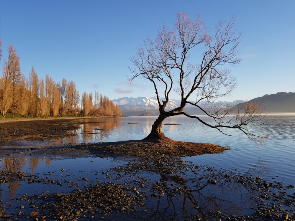 Wanaka Walks & Hiking Guide - View of Lake Wanaka Tree in Autumn - Copyright Freewalks NZ