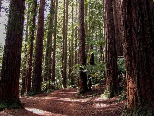 Start of the Redwood Grove walk