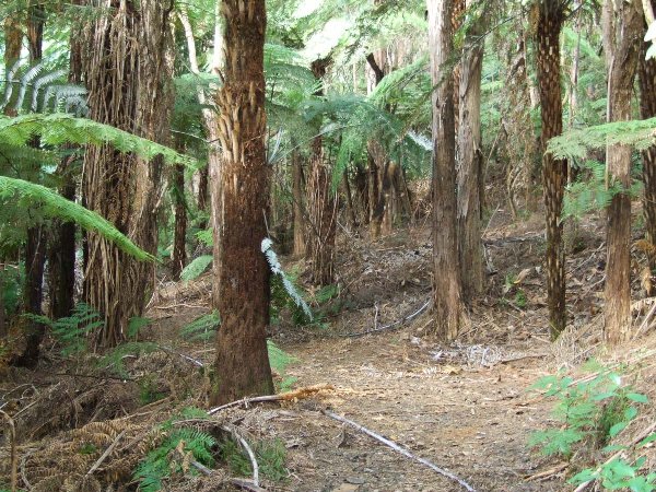 The track into the gem of the boom creek
