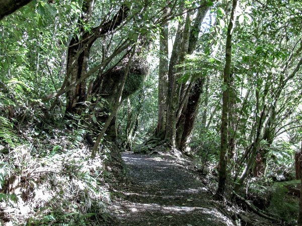 Walking through the bush around the lake