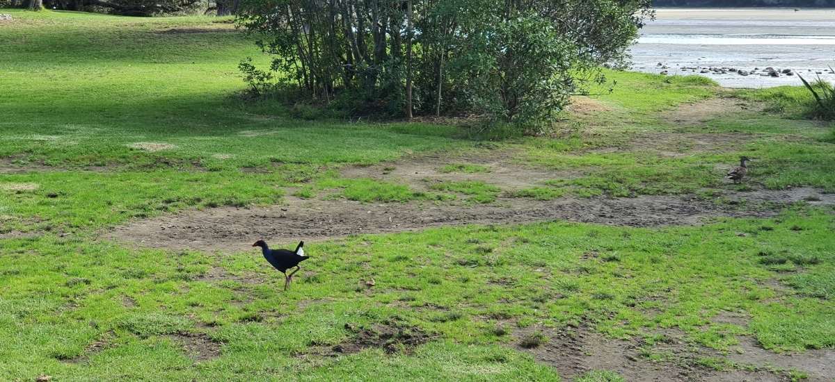 Along the Te Akeake Walk – Wenderholm Regional Park - Short Auckland Walk - Freewalks.nz