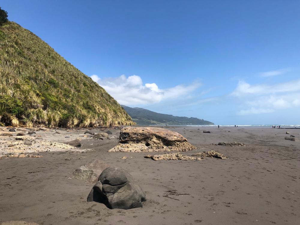 Elephant rock is sometimes hidden under the sand on the Cliff to Beach walk in Raglan