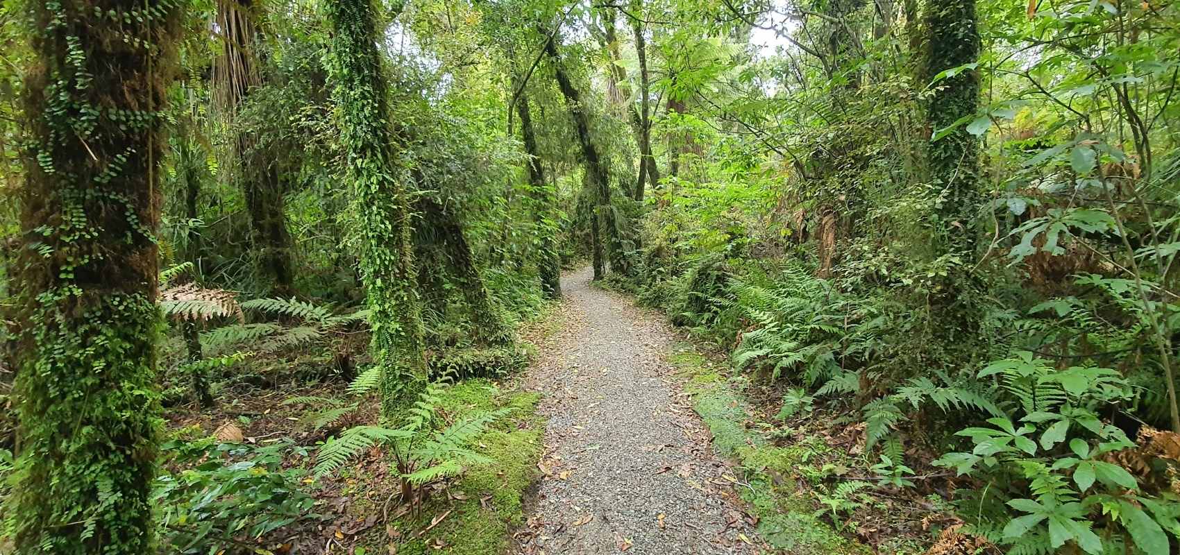 Excellent track the Mananui Bush Walk - Hokitika Walks - West Coast - Freewalks.nz