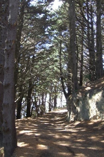 Walking through more pine trees on the Mt Victoria Lookout Walkway in Wellington