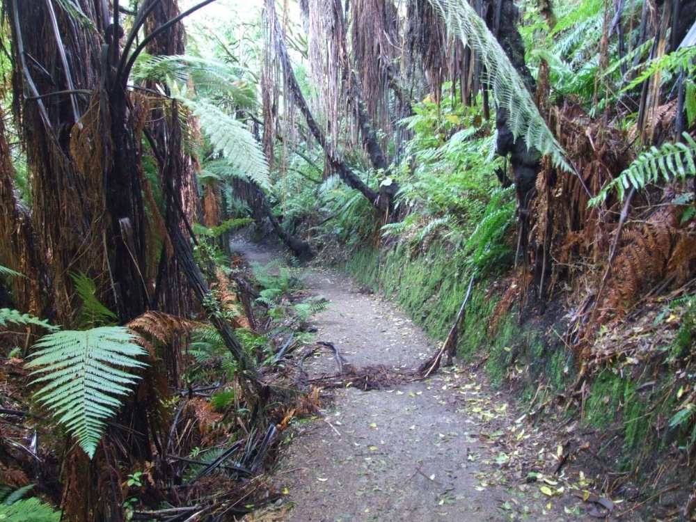 The track walking through the bush on the Kawakawa Bay Track walk - Taupo Walk - Freewalks.nz