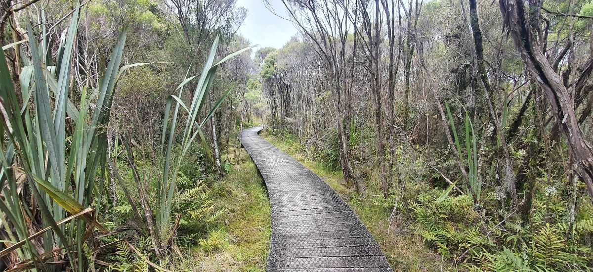 Path into the forest following the boardwalk