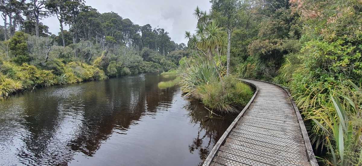 Kahikatea Swamp Forest Walk at Ship Creek - Short West Coast Walk - Freewalks.nz