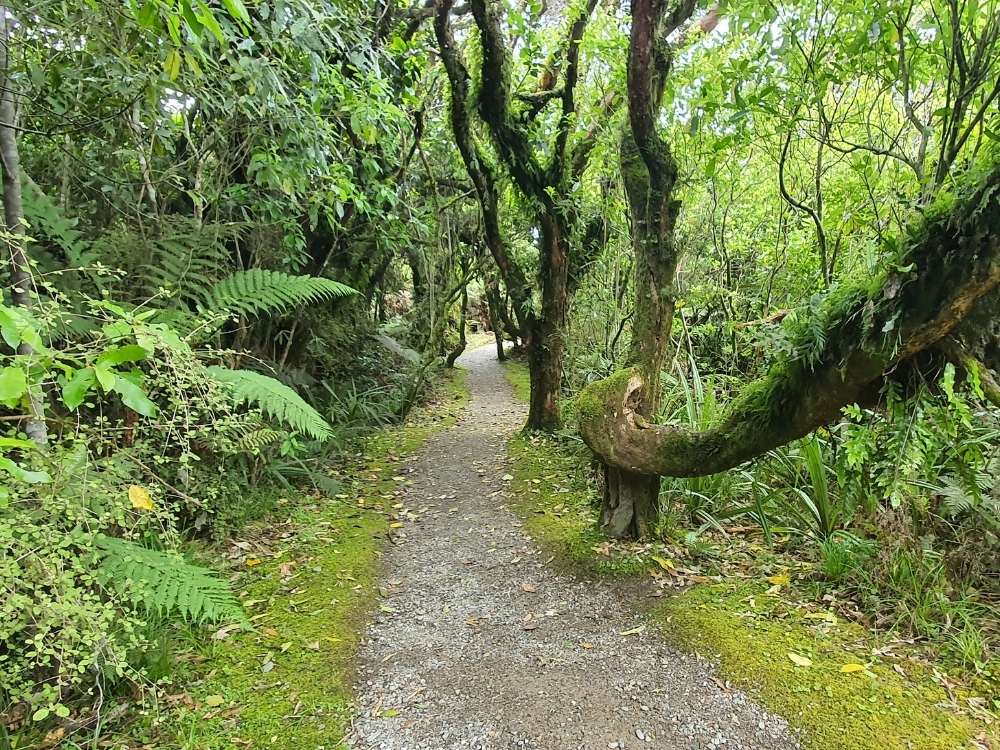 Mananui Bush track through the forest - Hokitika Walks West Coast - Freewalks.nz