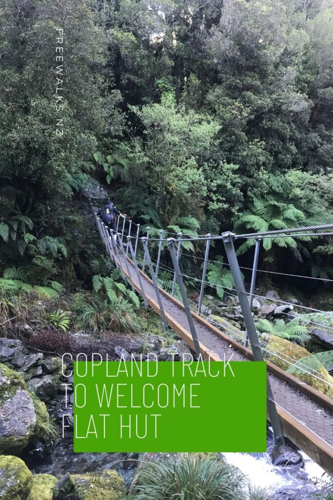 Copland Track to Welcome Flat Hut - Fox Glacier Walks Freewalks.nz