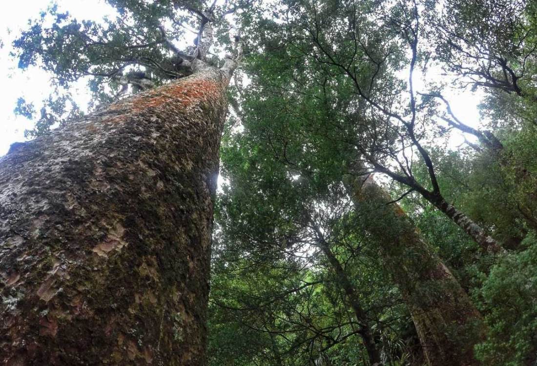 Tuahu Track - giant Kauri trees - Katikati Walks - Freewalks.nz