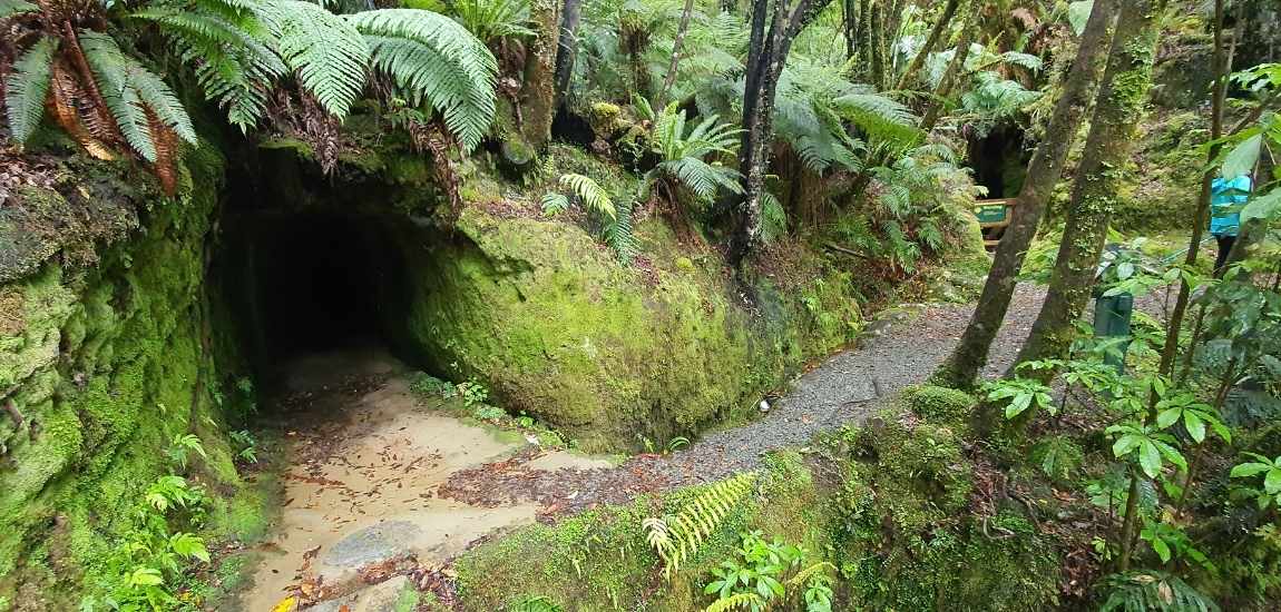 Woods Creek Track - Short West Coast Walk - Freewalks.nz