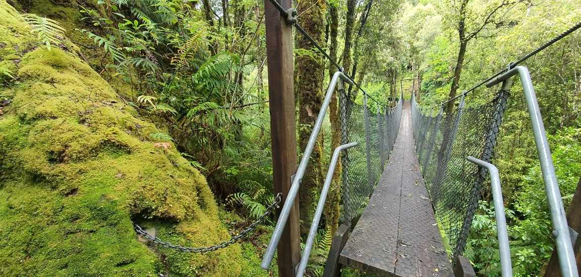 Woods Creek Track - Short West Coast Walk - Freewalks.nz