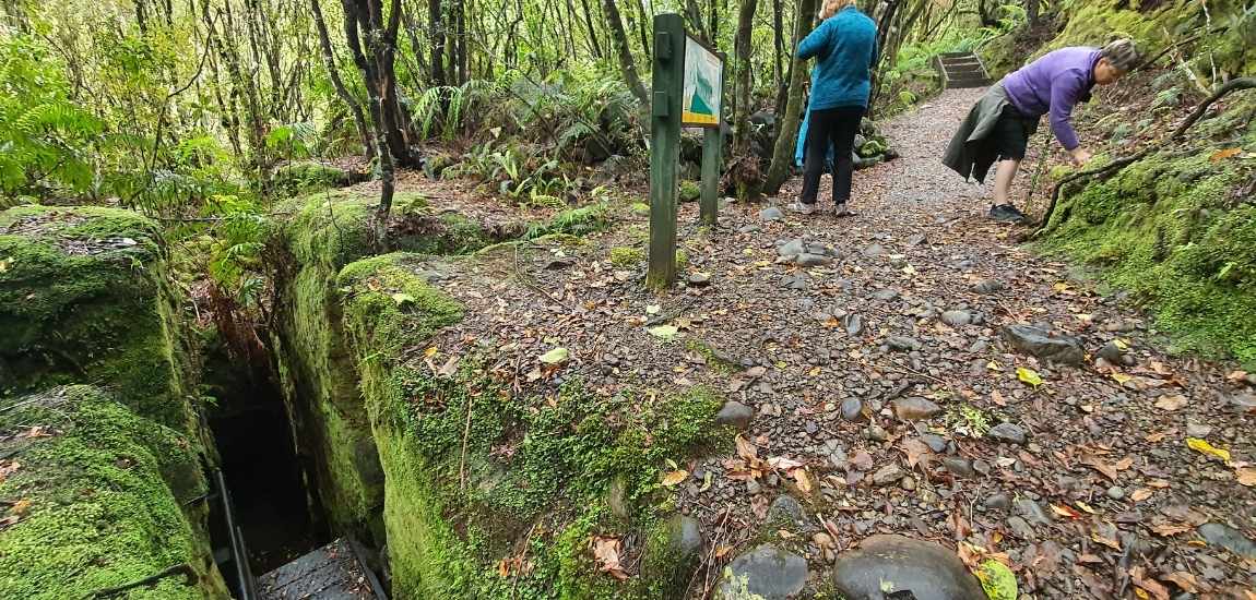 Woods Creek Track - Short West Coast Walk - Freewalks.nz