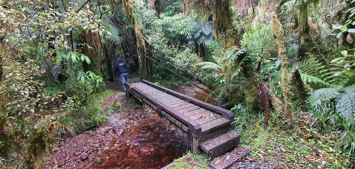 Woods Creek Track - Short West Coast Walk - Freewalks.nz