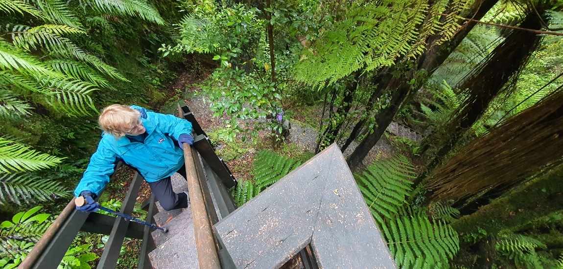 Woods Creek Track - Short West Coast Walk - Freewalks.nz