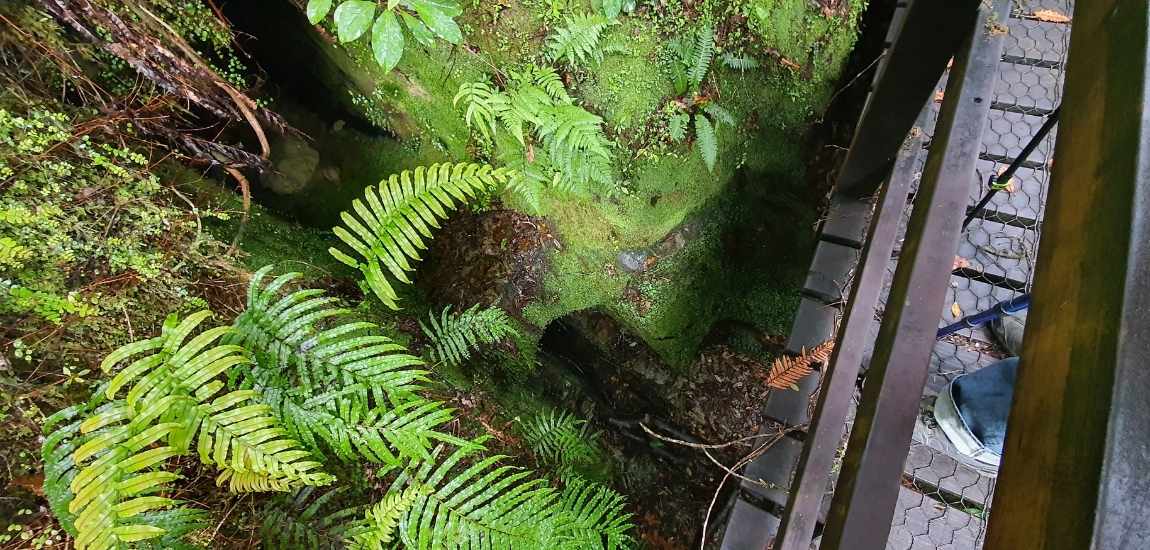 Woods Creek Track - Short West Coast Walk - Freewalks.nz