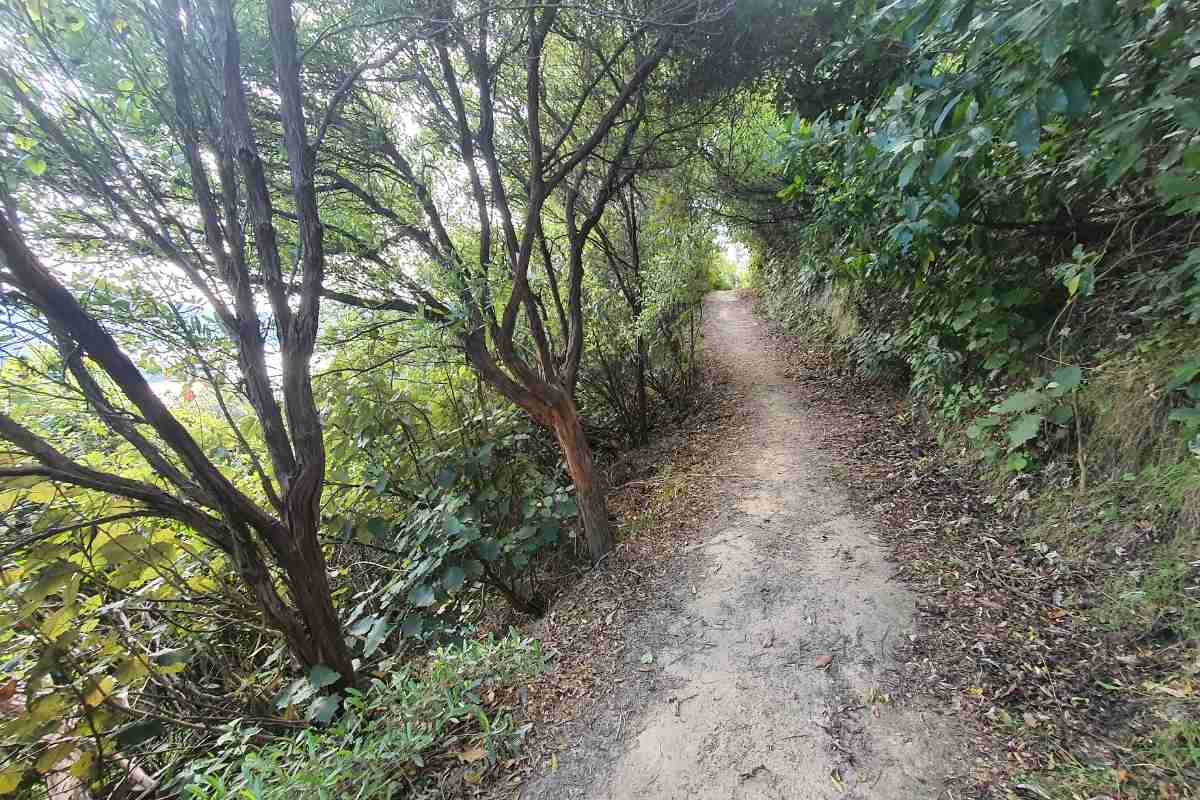 Snout Track from the carpark to Queen Charlotte View in Picton - Freewalks.nz