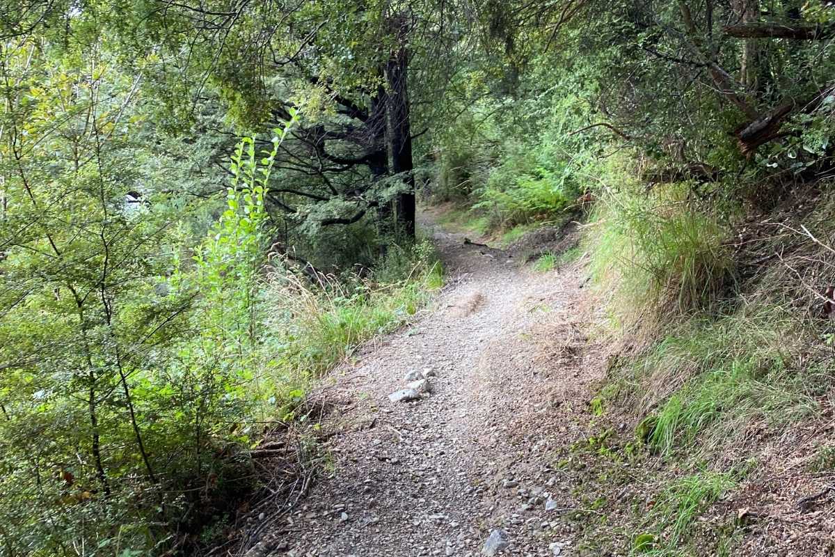 Start of the walk to Ryde Falls in Mt Oxford, South Island, NZ - Freewalks.nz (2)