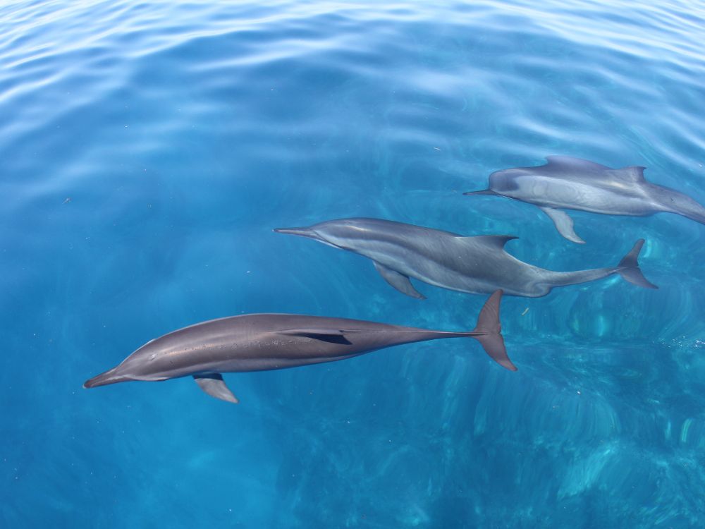 Swim with dolphins at Kaikoura (1)