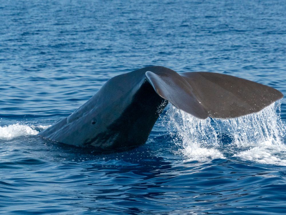 Whale watching scenic flight from Kaikoura with sperm whale