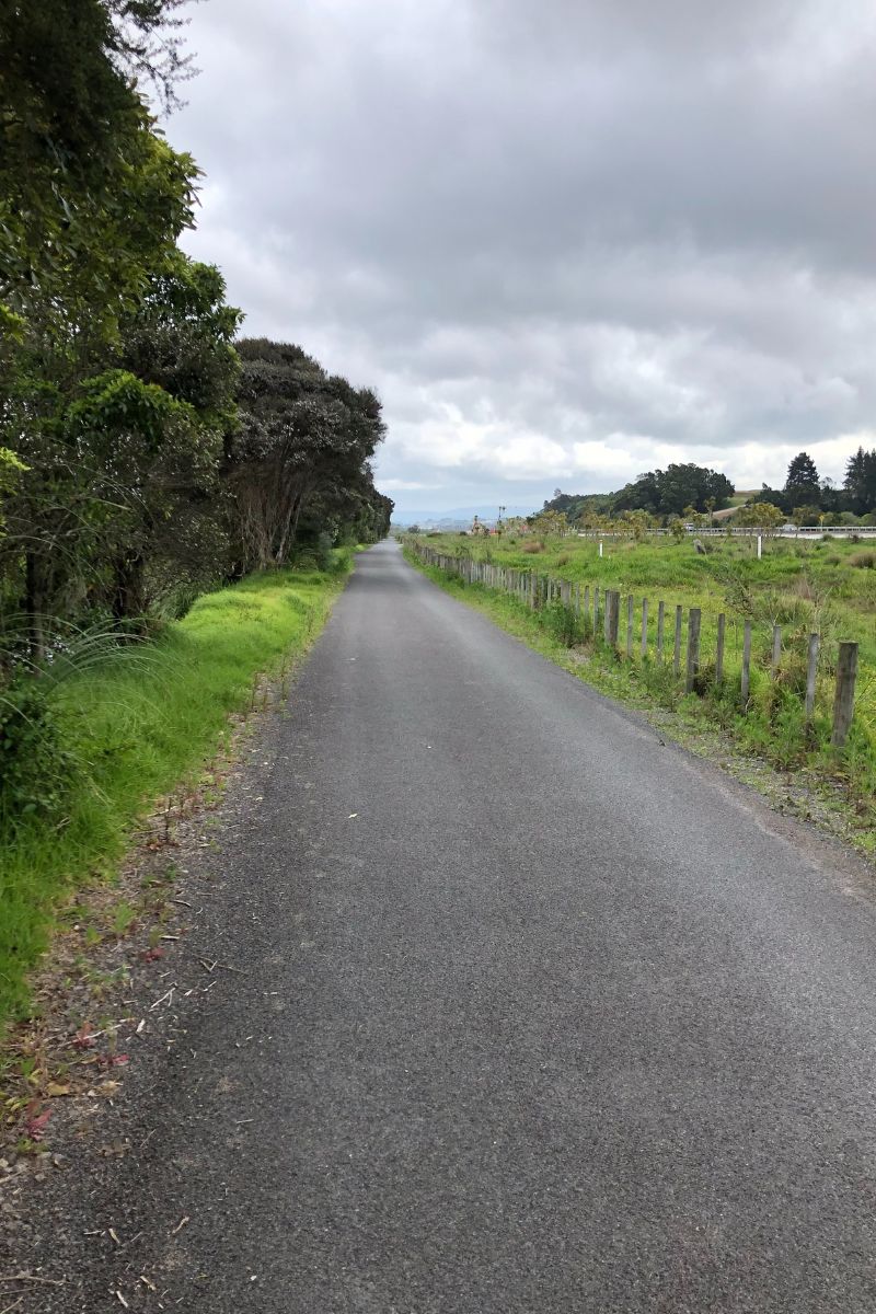 Main road on the Kopurererua Valley Walkway in Tauranga by Olly from Freewalks.nz