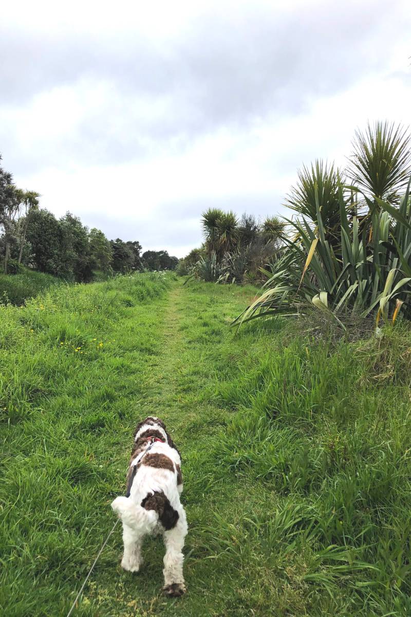 Taking my dog for a walk on the Kopurererua Valley Walkway in Tauranga by Olly from Freewalks.nz