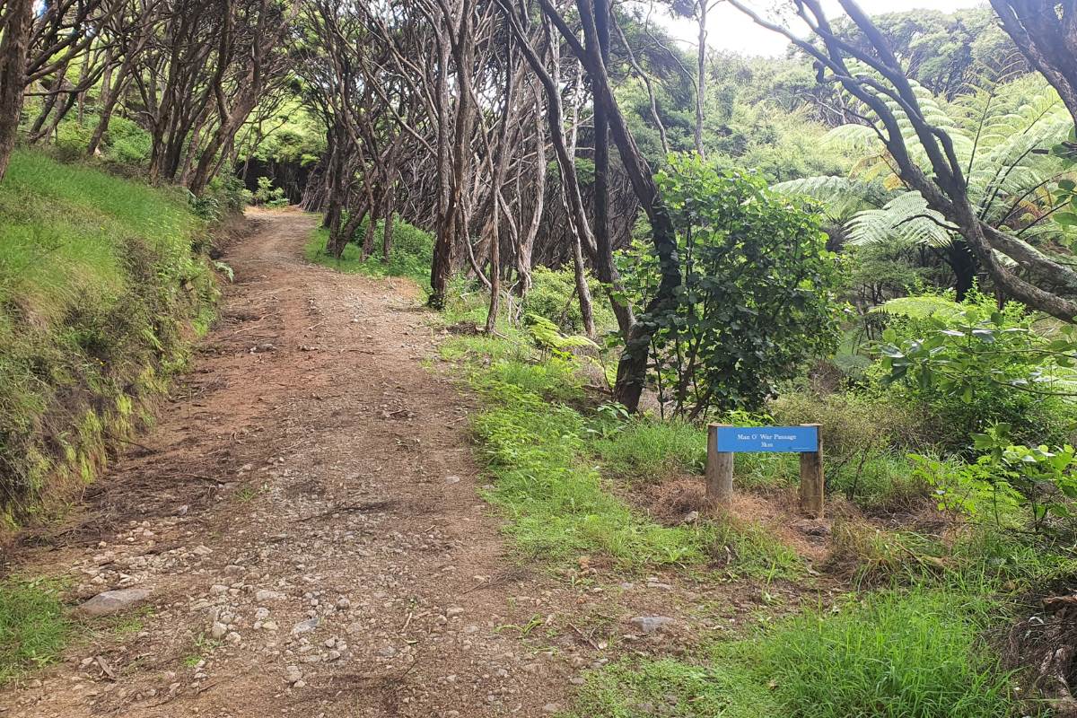 Uphill track on the Motu Kaikoura Track or Man O War Passagewalk on Great Barrier Island by Sandra from Freewalks.nz New Zealand