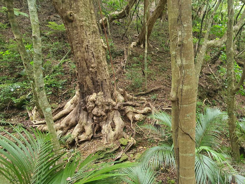 Amazing old trees on the Glenfern Loop Track at Port Fitzroy on Great Barrier Island by Sandra from Freewalks.nz New Zealand