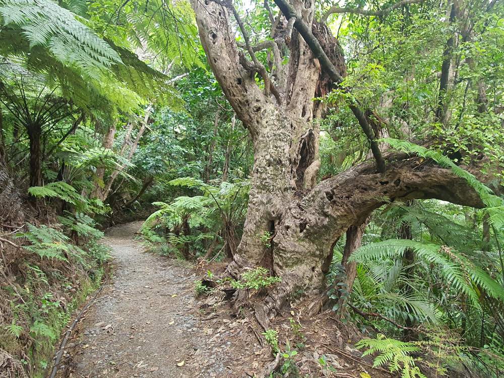 Great bush walking on the Glenfern Loop Track at Port Fitzroy on Great Barrier Island by Sandra from Freewalks.nz New Zealand