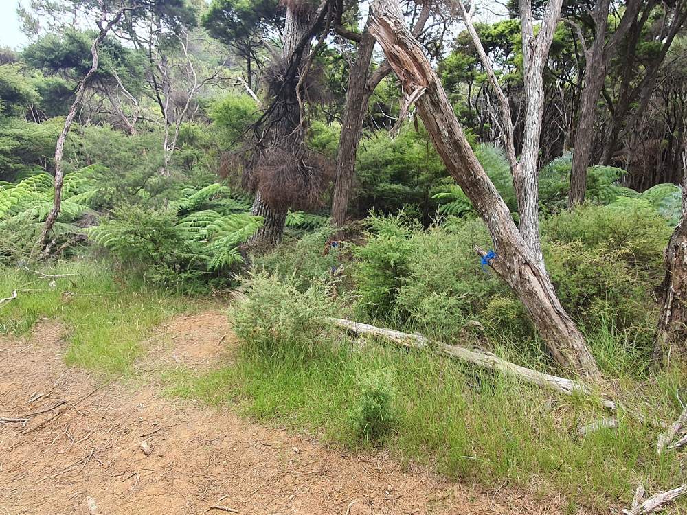 Hard to see blue ties mark the turnoff to Smokehouse Bay on the Oneura Bay (Red Cliff Cove). Castle Peak Summit Loop Track on Great Barrier Island by Sandra from Freewalks.nz New Zealand