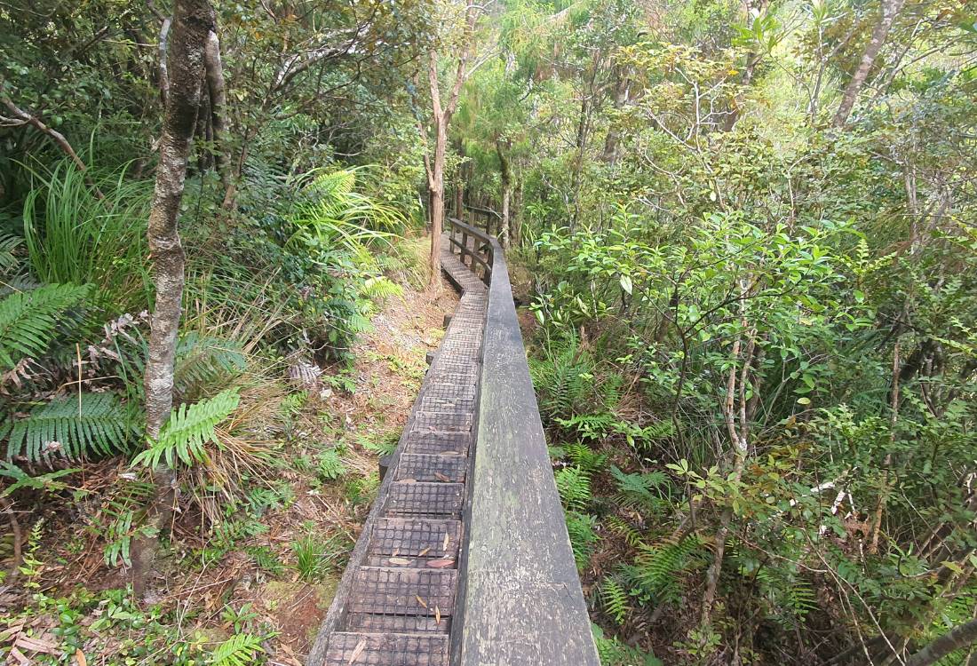 Some of the 1600 steps to the top of Mt Hobson on Great Barrier Island by Sandra from Freewalks.nz New Zealand
