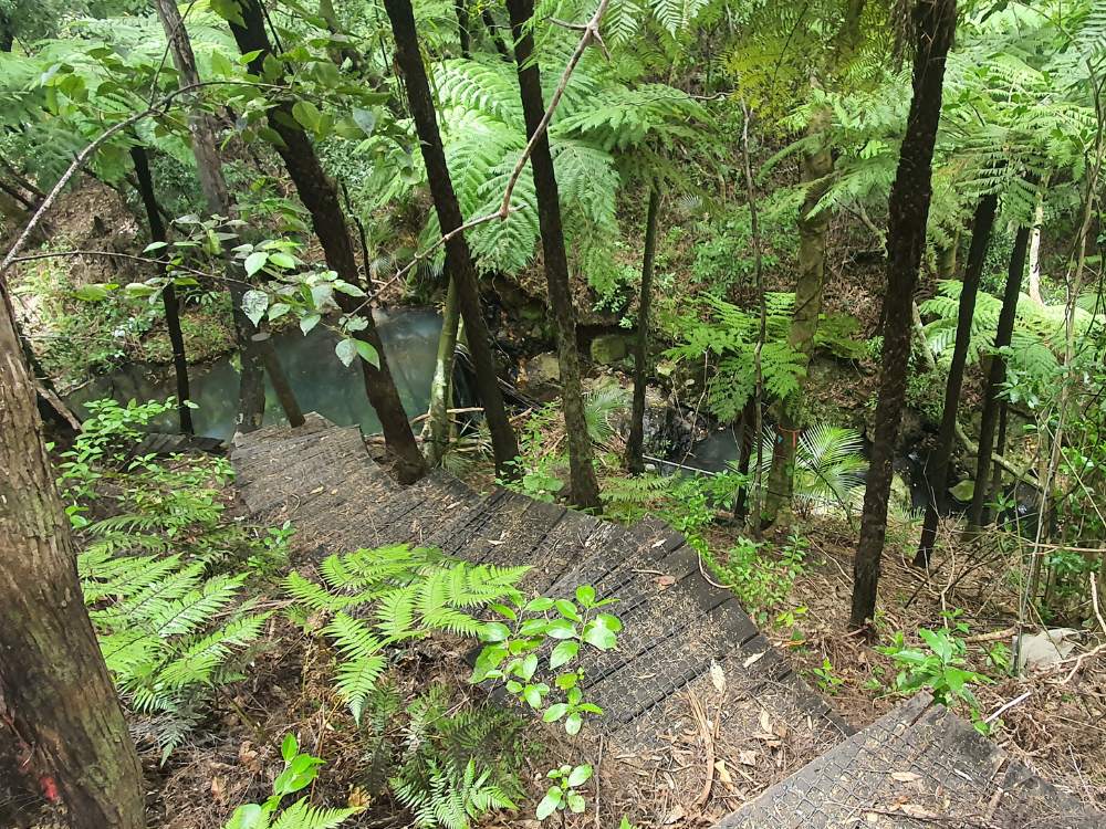 Steps down to the old dam on the Glenfern Loop Track at Port Fitzroy on Great Barrier Island by Sandra from Freewalks.nz New Zealand
